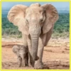 Baby Cute Elephant ✺1 28