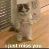 some cats 5