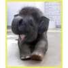 Baby Cute Elephant ✺1 29