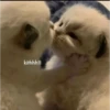 some cats 6
