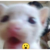 Gatito reacción 21