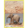 Baby Cute Elephant ✺1 30