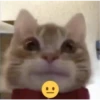 Gatito reacción 22