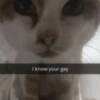 Cats1 5