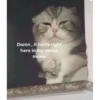 Cats1 6