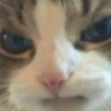Cats1 7