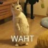 Cats1 8