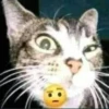 Cats1 10