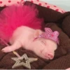 animales 5