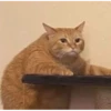 Cats1 11