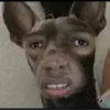 animales 6