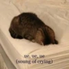 Cats1 12