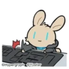 All rabbits 5