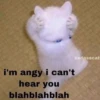 Cats1 13