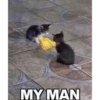 Cats1 14