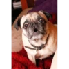 animales 10