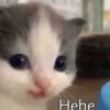 Hehe