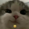 Cats1 15