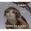 Cats1 16