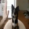 11.1 Puño hi5 clasico ## 12