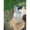 animales 12