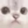 Cats 5
