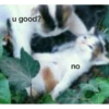 Cats1 17