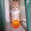Cats1 18