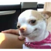 the worldpolic