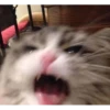 Cats1 20