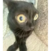 animales 17