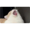 pwarkkkkjiii 7