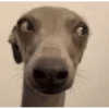 animales 18