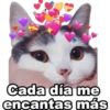 7.4 Corazon 15