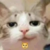 Cats1 21