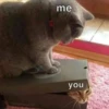 Cats1 22