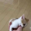 Cats1 23