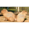 Gotica
culona
lo
Gotica
culona