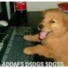 Shitpost (18) 23