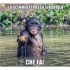 LA SCINMIA TI PASSA IL RAVIOLO
CHE FAI