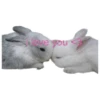 ₍ᐢ. .ᐢ₎ 9