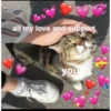 Cats1 26