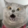 5.2 sorpresa Animal #- 22