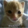 Cats1 27