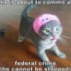 Cats1 28