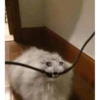 asdsfgh 8