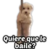 4.3 Baile peluche 26