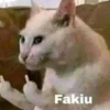 Cats1 29