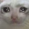 Cats 8