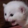 Cats1 30